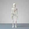 Flexi skeleton product image 3