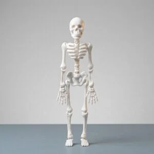 Flexi skeleton product image 3